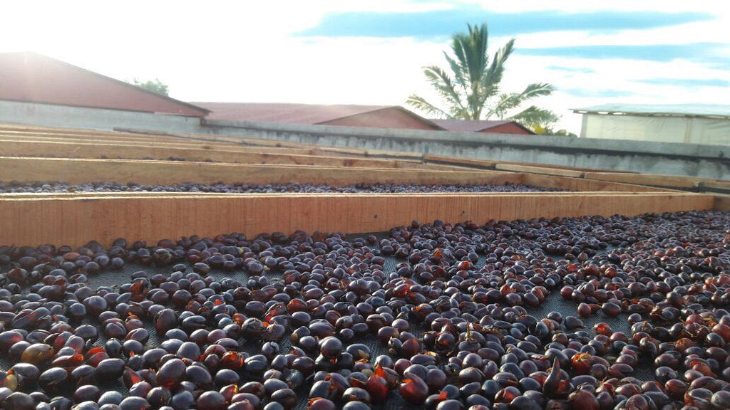 COLOMBIA EL INDIO - CATURRA - NATURAL PROCESS