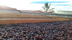 COLOMBIA EL INDIO - CATURRA - NATURAL PROCESS
